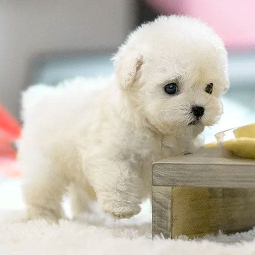 Cachorro de Peluche Interactivo con Movimientos y Sonidos – Juguete Ecológico para Todas las Edades, 30 cm 0