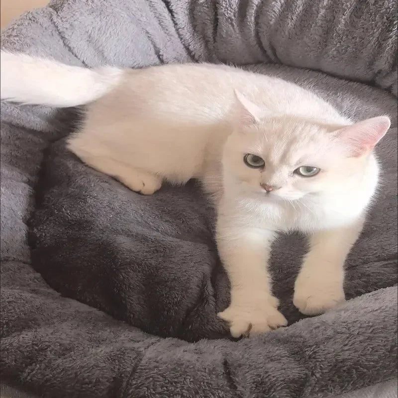 Cama para Perros Grandes y Medianos de Algodón, Suave y Cómoda, Ideal como Sofá para Gatos 5