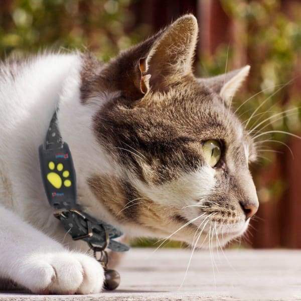 Sistema de Seguimiento GPS para Gatos Compacto con Actualizaciones en Tiempo Real y Sin Costes de Suscripción 0